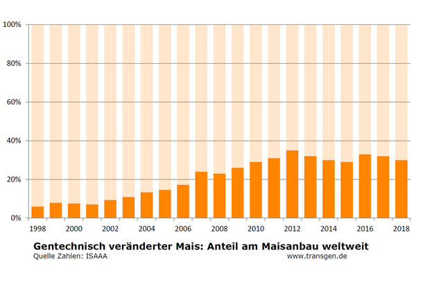 Anteil gv-Mais am weltweiten Maisanbau Anteil gv-Mais am weltweiten Maisanbau
