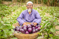 Bt-Aubergine, Shahajahan Ali