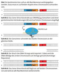 Schema Gene Drive Schema Gene Drive