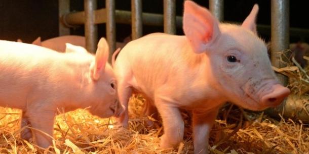 Schweine, ASF resilent Schweine, ASF resilent