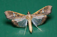 Maruca vitrata Fruchtbohrer Maruca vitrata Fruchtbohrer