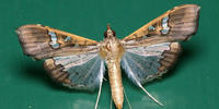 Maruca vitrata Fruchtbohrer Maruca vitrata Fruchtbohrer