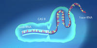 CRISPR Konstrukt CRISPR Konstrukt