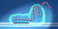 CRISPR Strangbruch CRISPR Strangbruch