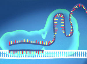 CRISPR Strangbruch