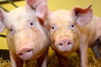 Schwein Schwein