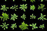 Arabidopsis Mutatanten