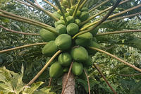 Papaya, Baum Papaya, Baum