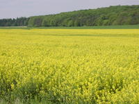 Rapsfeld Rapsfeld