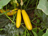 Zucchini Zucchini
