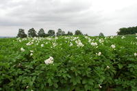 Kartoffelpflanzen Kartoffelpflanzen
