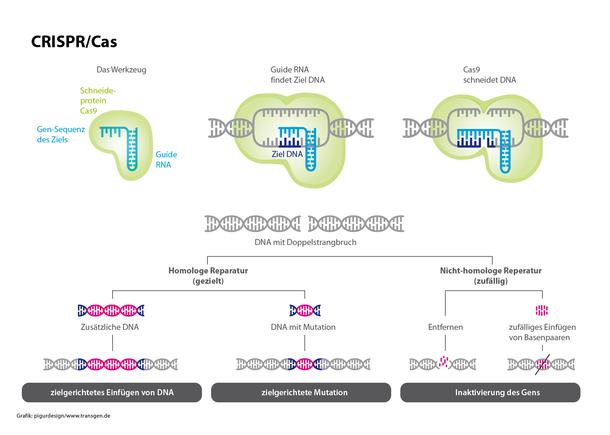 CRISPR/Cas CRISPR/Cas