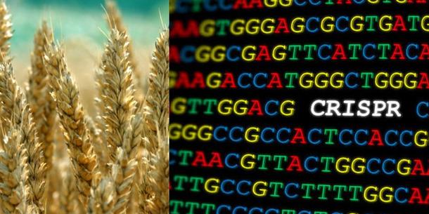 CRISPR Weizen CRISPR Weizen