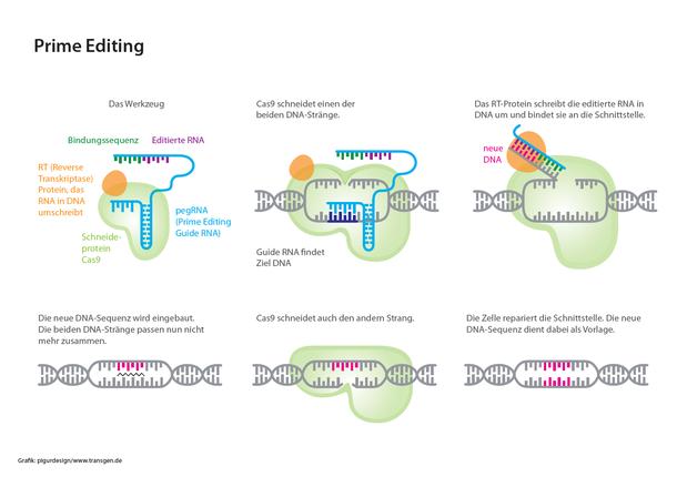 Prime Editing, Genome Editing