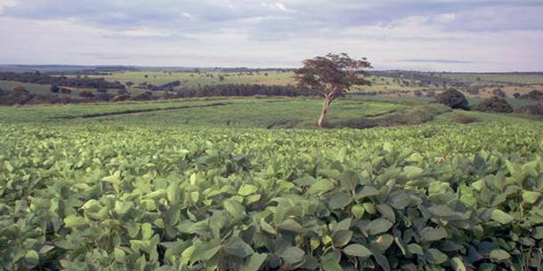 Sojabohnen, Brasilien