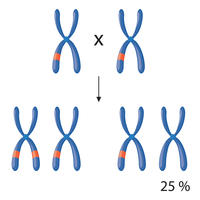 Vererbungsschema Mendel