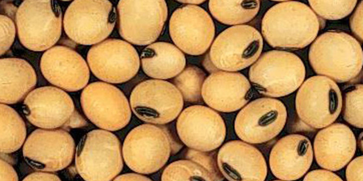 Pflanzliche Sterole (Phytosterole, Phxtosterine) transGEN Datenbank