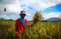 Reis, Kleinbauern, Asien