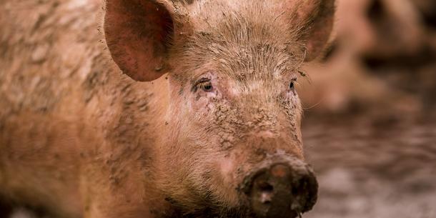 Schwein Schwein