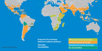 Verbreitung Citrus Greening weltweit Verbreitung Citrus Greening weltweit