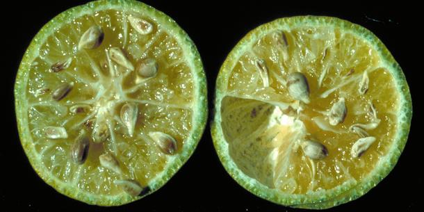 Citrus Greening Citrus Greening