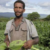 Herbst-Heerwurm Mais; Local farmer in Ethiopia Herbst-Heerwurm Mais; Local farmer in Ethiopia