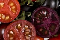 Purple tomatoes