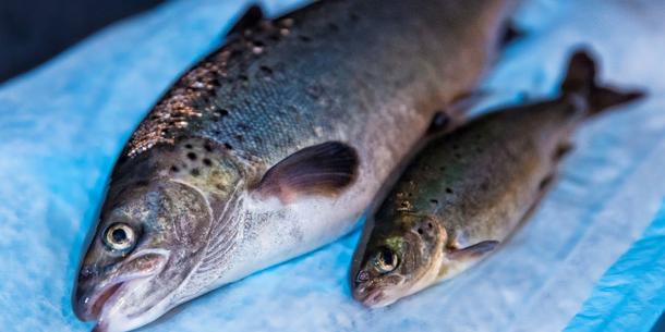 Salmon, Lachs Salmon, Lachs