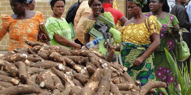 Cassava 3 Cassava 3