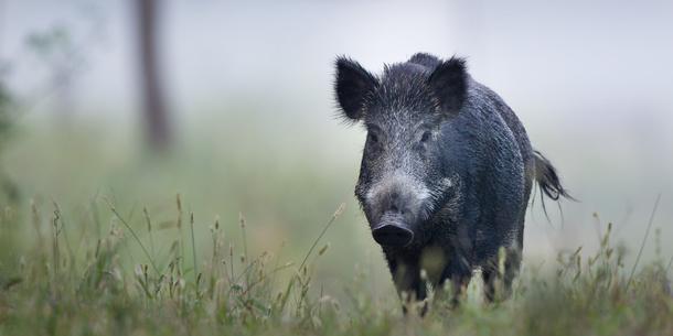 Wildschwein Wildschwein