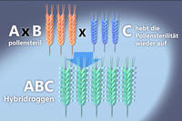 Grafik Hybridzüchtung 