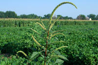 Palmer amaranth