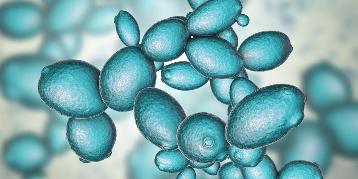 Synthetische Biologie Organismen neu designen Forschung transgen.de