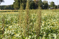 Palmer amaranth Palmer amaranth