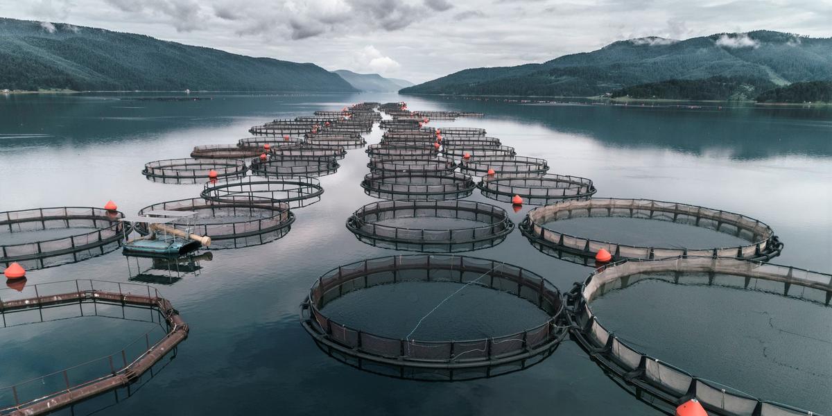 Mehr Fisch, weniger Überfischung Aquakultur und neue Möglichkeiten der