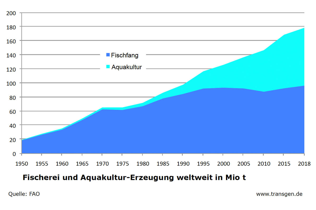 Mehr Fisch, weniger Überfischung: Aquakultur und neue Möglichkeiten der ...
