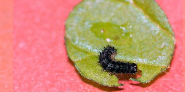 Schmetterlingsraupe Schmetterlingsraupe