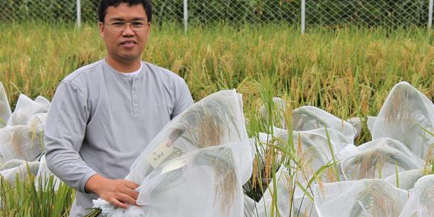 Golden Rice, Ernte Freilandversuch Golden Rice, Ernte Freilandversuch