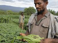 Heerwurm, Famer in Ethiopia