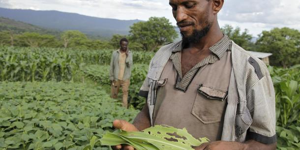 Heerwurm, Famer in Ethiopia