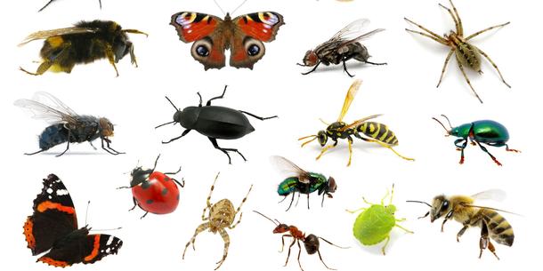 Insekten Insekten