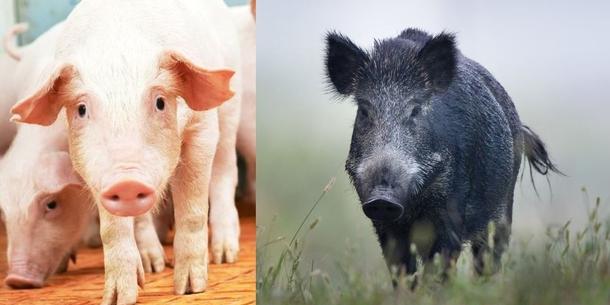Schwein Schwein