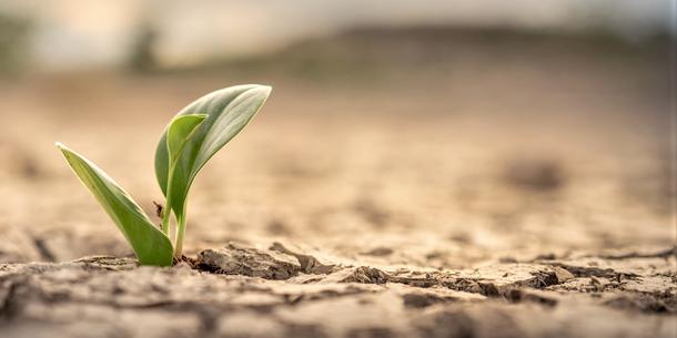 Klimaresiliente Pflanze Klimaresiliente Pflanze