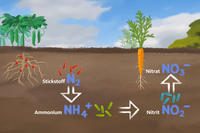Stickstoff-Kreislauf 