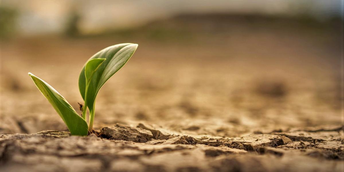 Klimaresiliente Pflanzen Was Bringt Die Gen Schere CRISPR Cas 