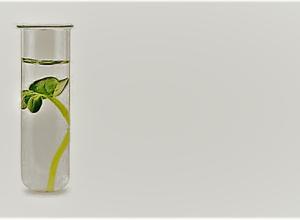 Pflanze im Reagenzglas