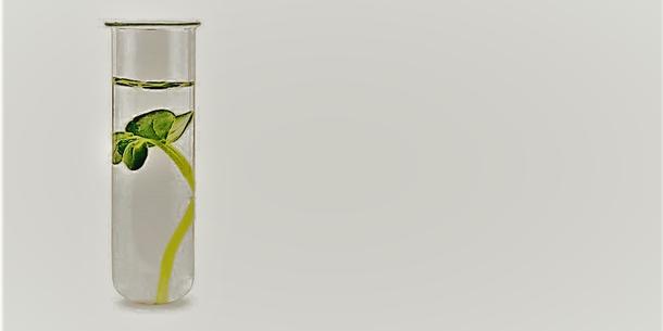 Pflanze im Reagenzglas Pflanze im Reagenzglas