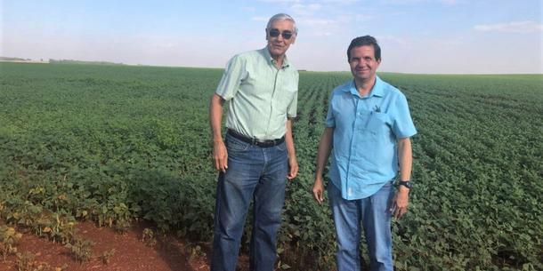 Feld mit Pinto-Bohnen, Brasilien Feld mit Pinto-Bohnen, Brasilien
