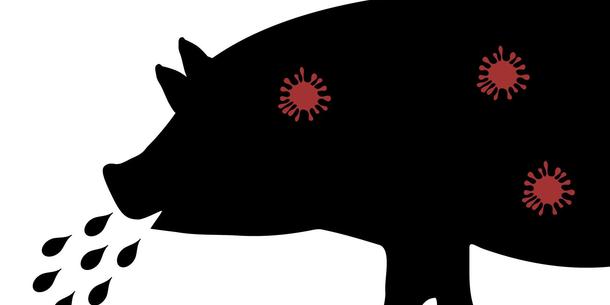 Schwein mit Viruserkrankung Schwein mit Viruserkrankung