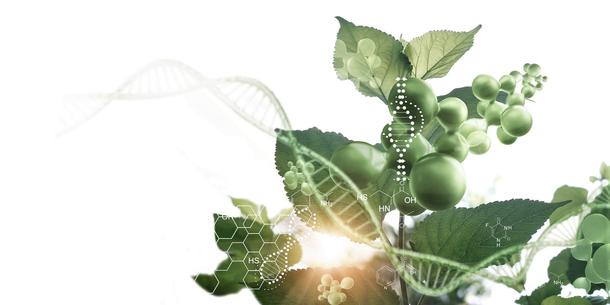 Pflanze, Genome Editing Pflanze, Genome Editing